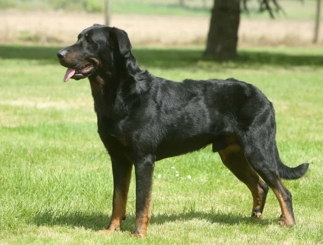 Beauceron đang đứng