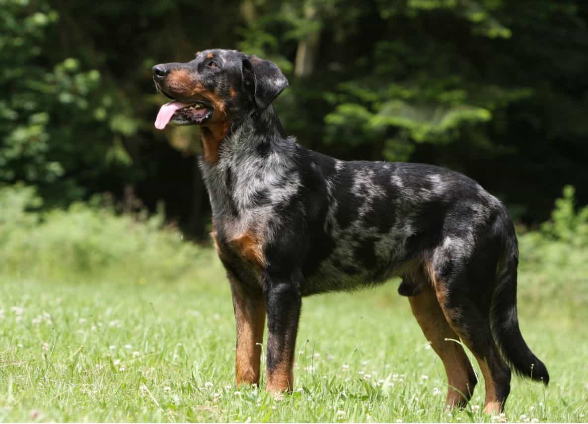 Beauceron lông vện nhiều màu