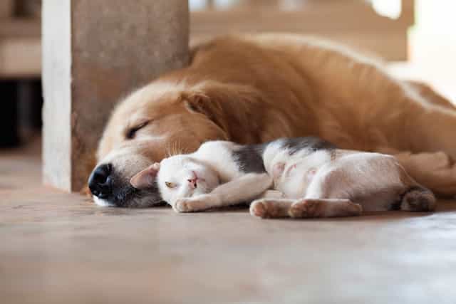 phương pháp điều trị bệnh ve chó hiệu quả