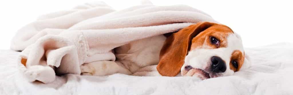 ăn quá nhiều cũng có thể gây rối loạn hoặcau88 bị bệnh đường ruột