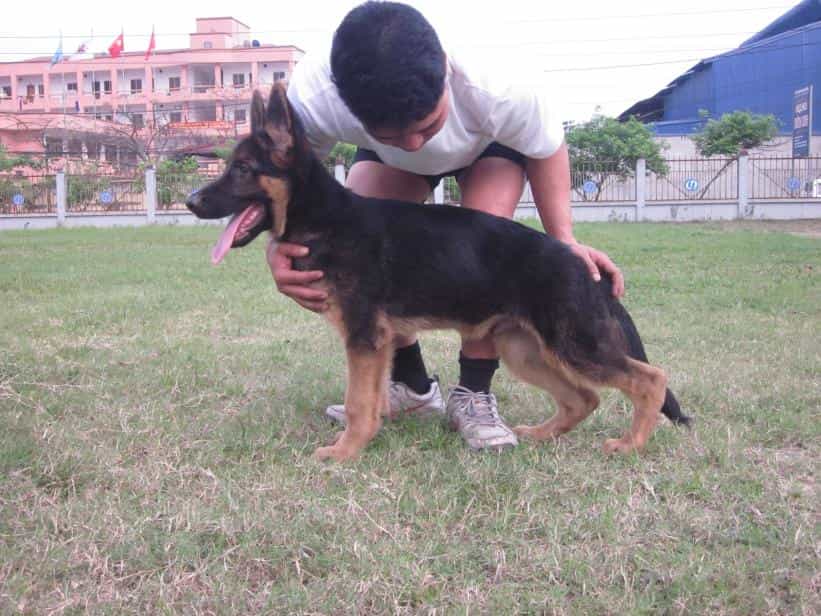 cần kiên nhẫn điều trị khi chó bị hạ bàn