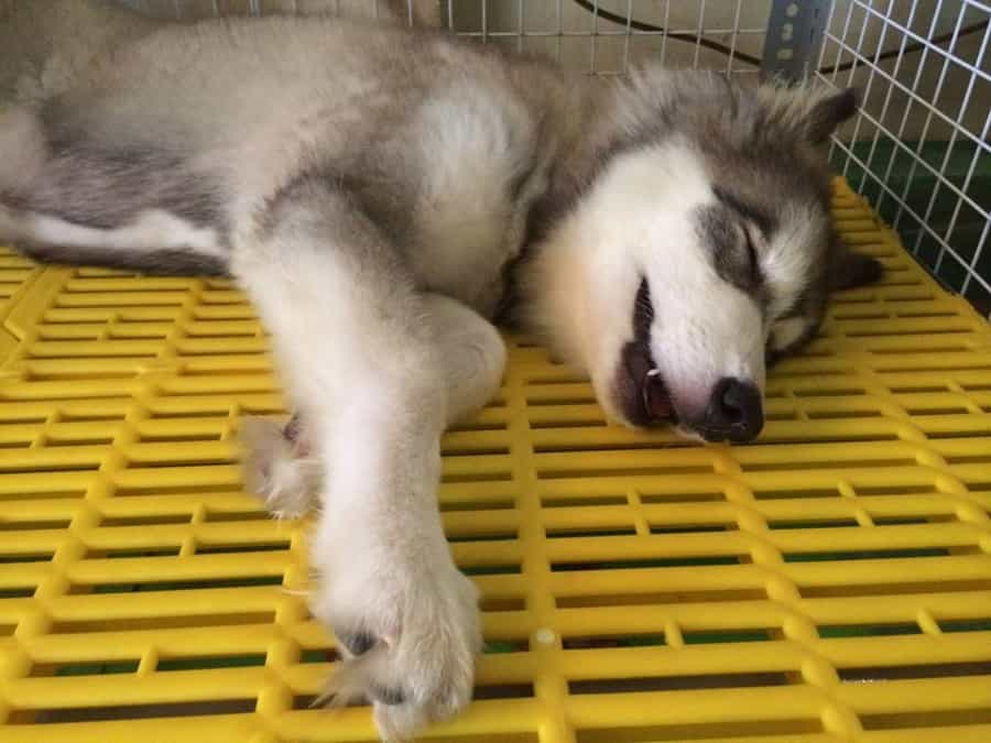 Chó bị ốm nên không có cảm giác thèm ăn