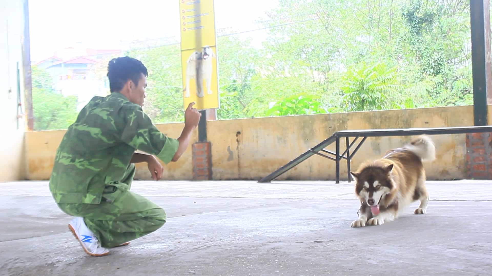 Huấn luyện chó bò