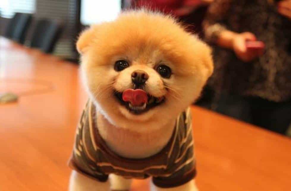 Giá chó Boo không không quá đắt