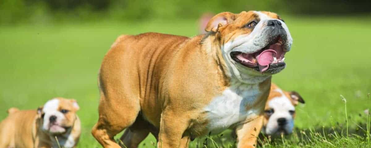 Chó bulldog Anh 2 tuổi