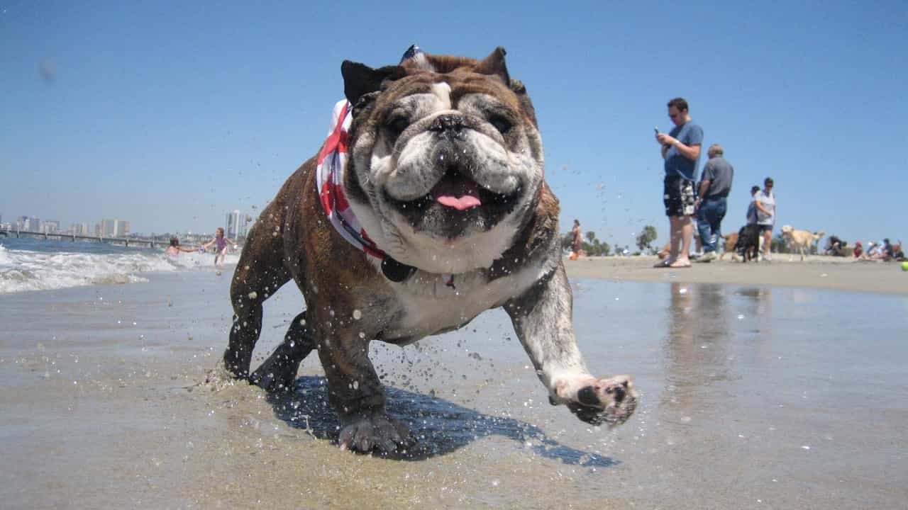 Chó bulldog Anh đang chạy