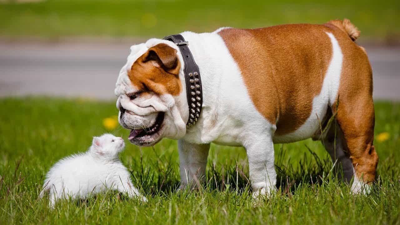 Chó bulldog và mèo con