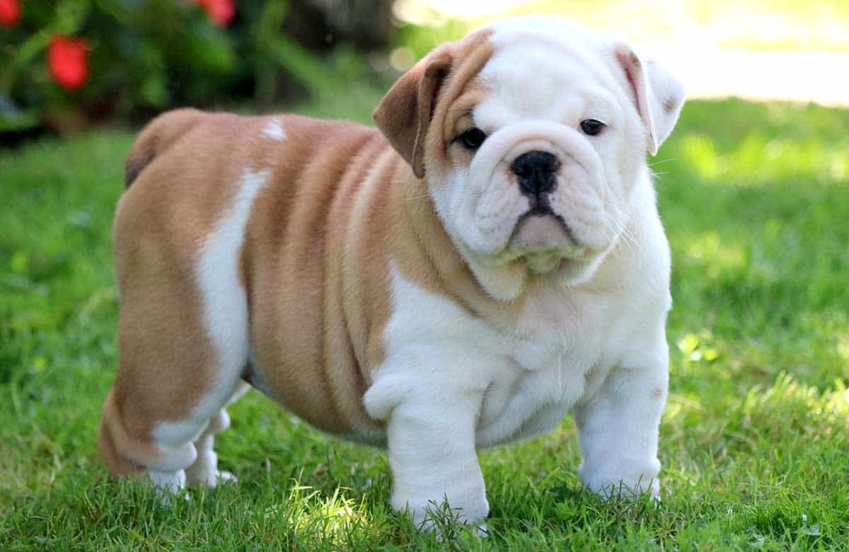 Chso bulldog trên cỏ