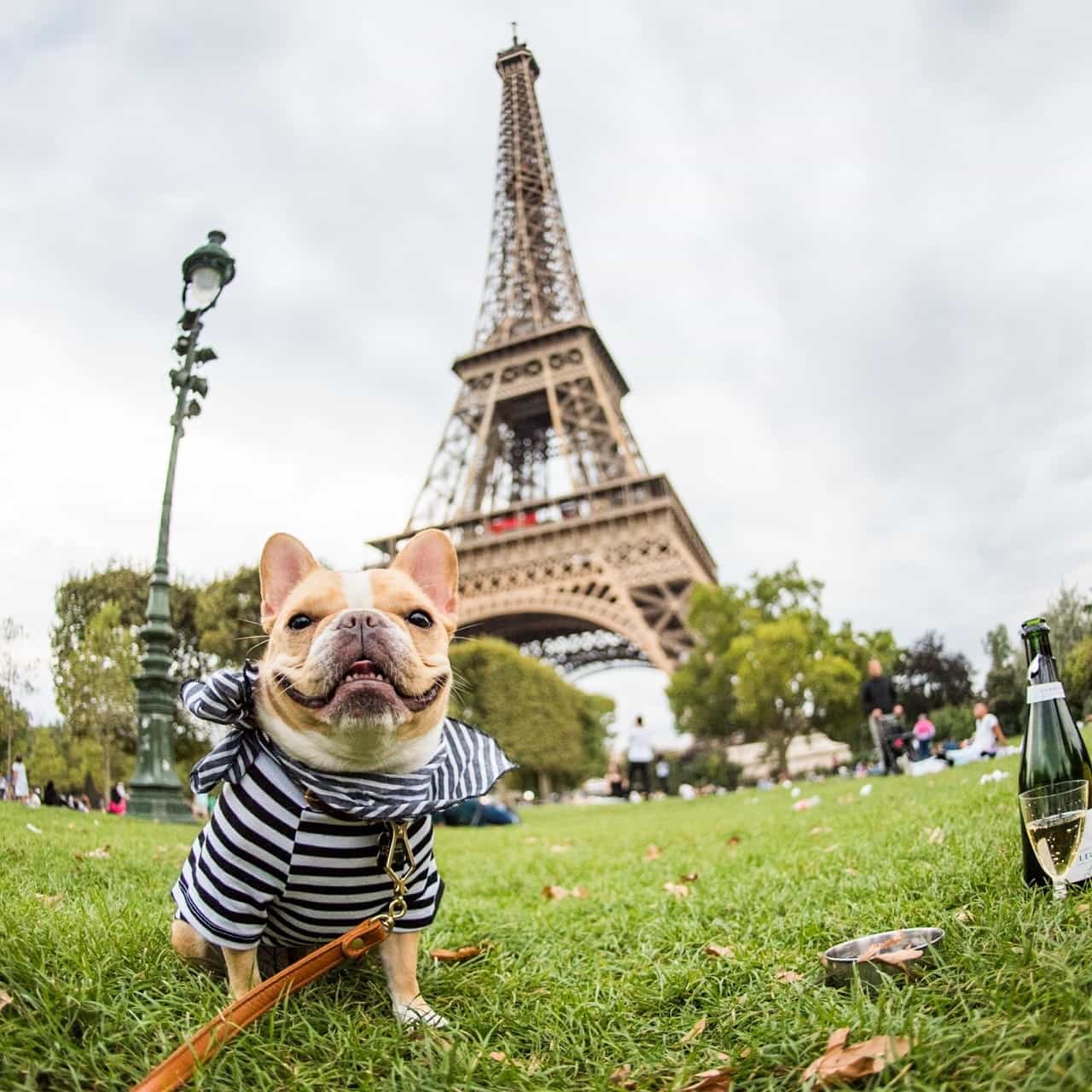 Chó bulldog Pháp