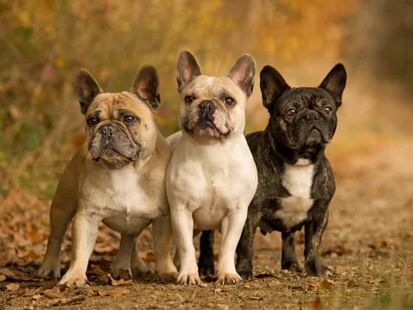 3 chú chó bulldog Pháp