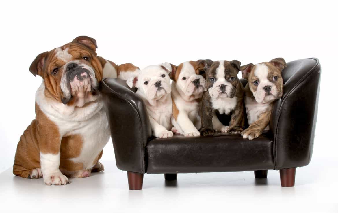 Chó bulldog con giá rẻ