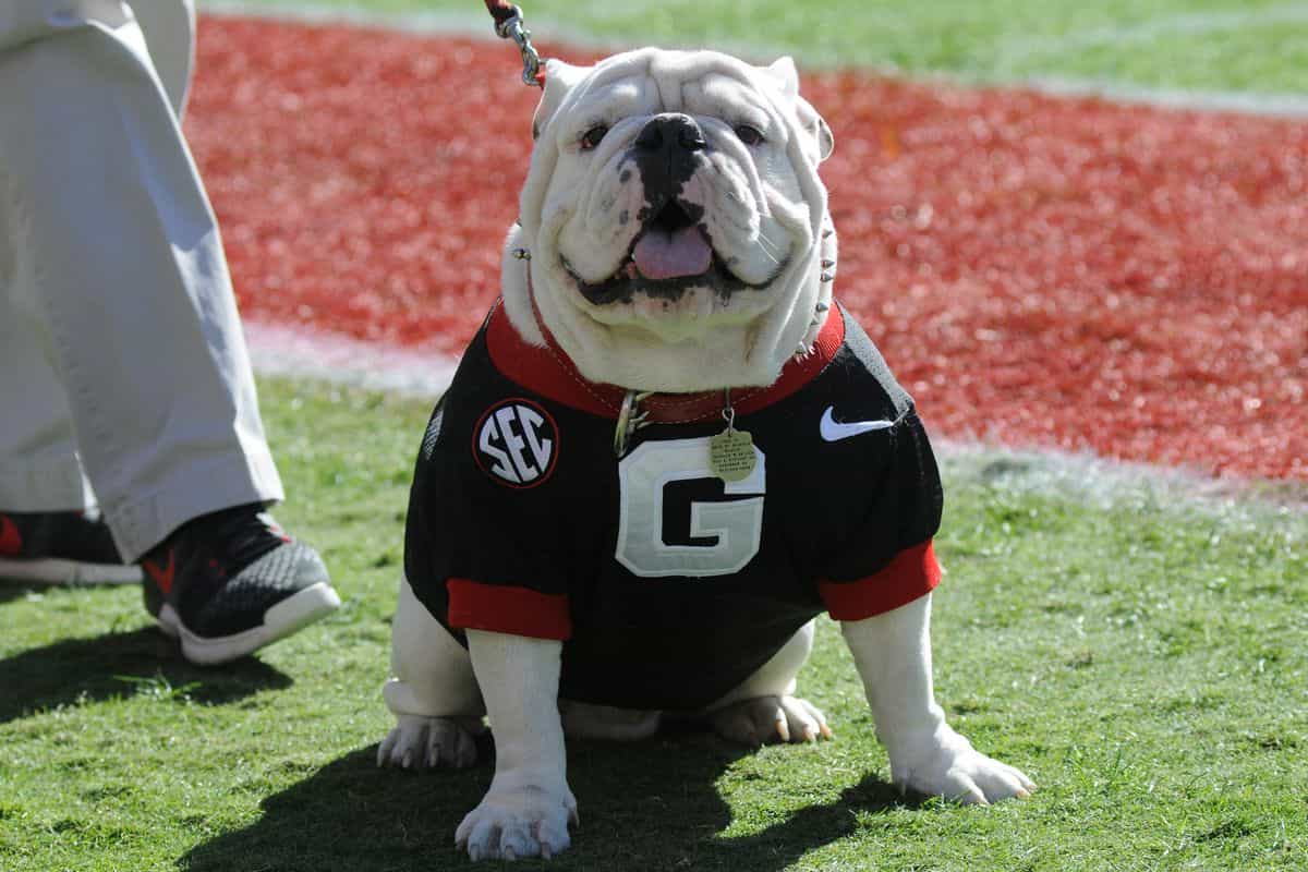 Chó bulldog mặc áo