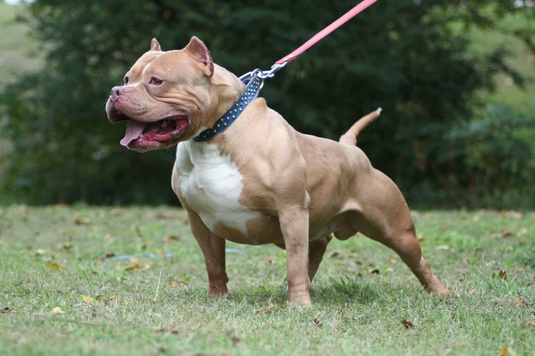 Giá chó Bully phụ thuộc vào yếu tố nào