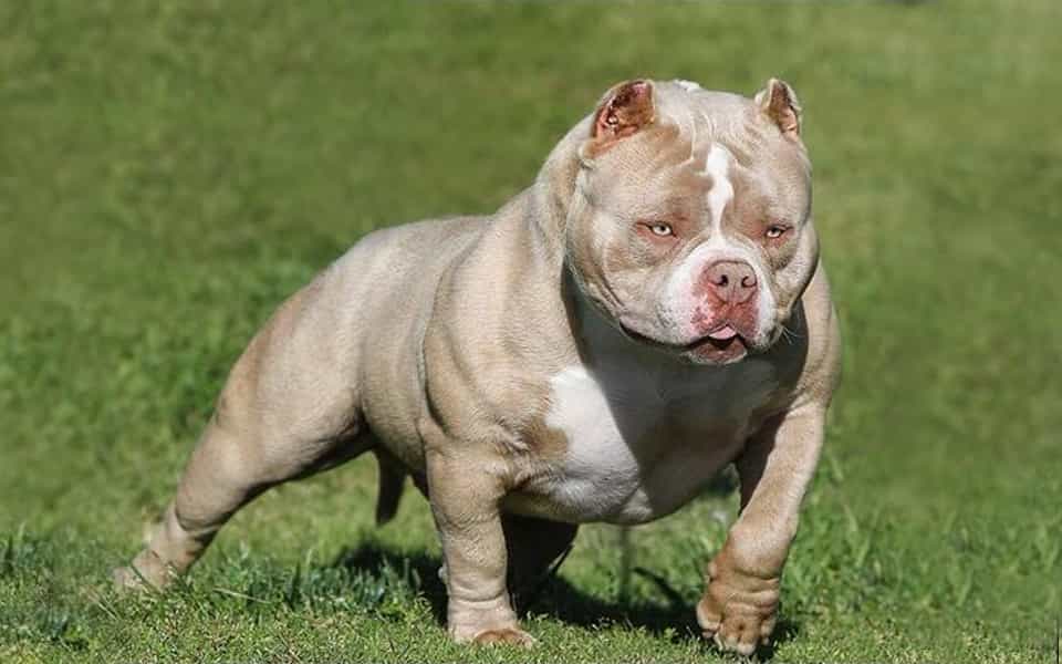 Giá chó Bully