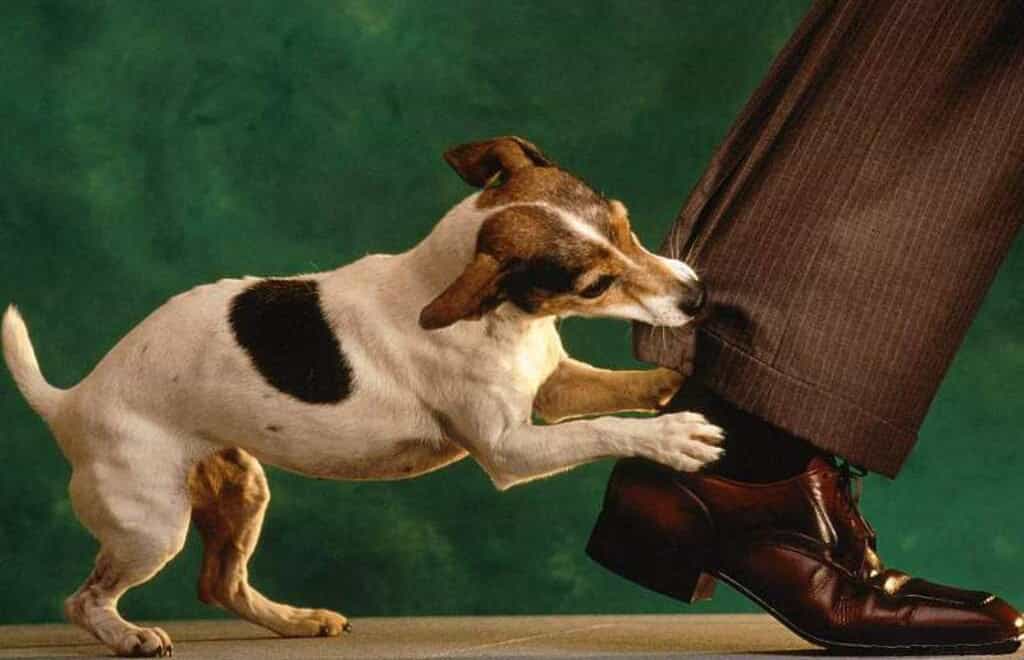 Chó đang cắn người chủ do thay đổi tính cách