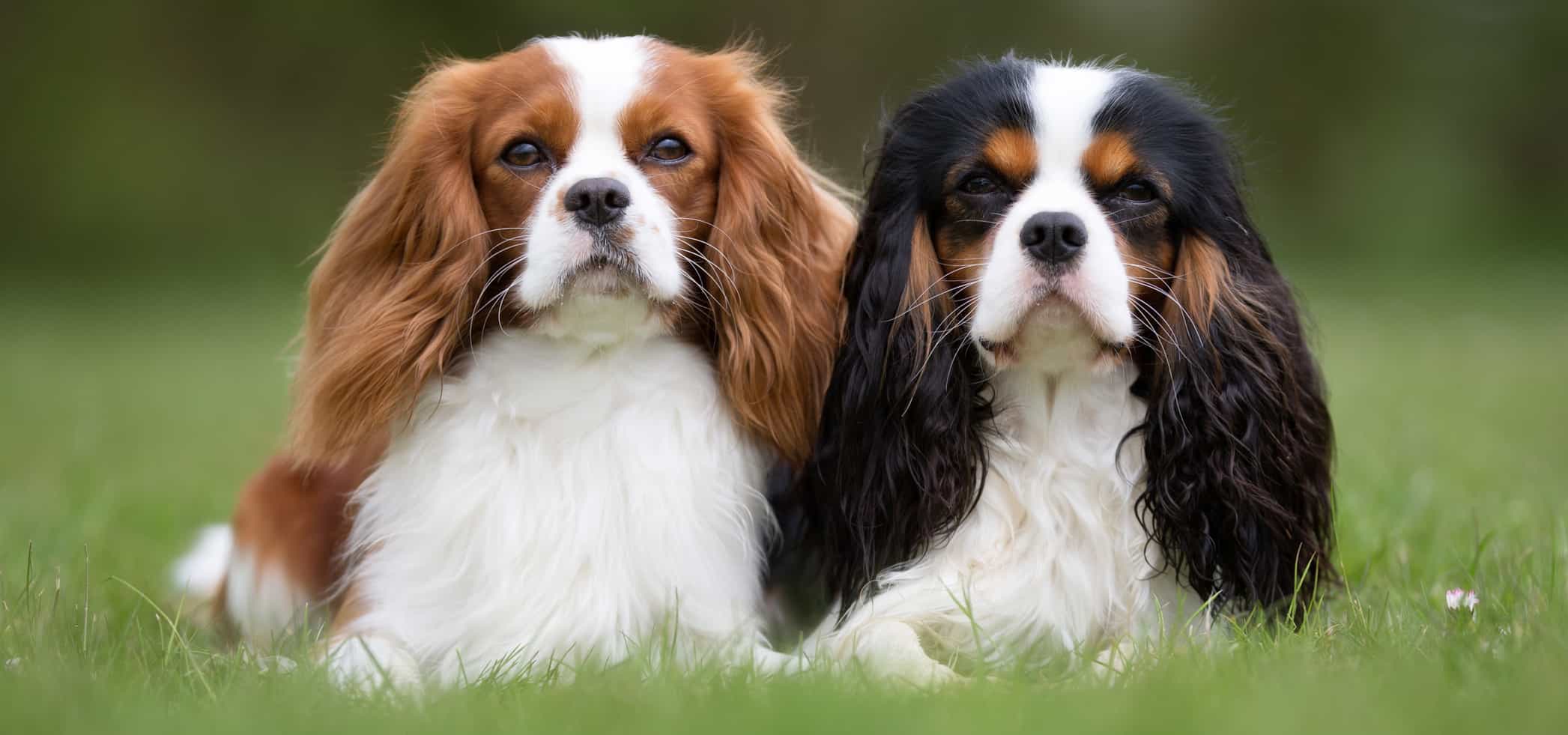 Chó Cavalier King Charles Spaniel