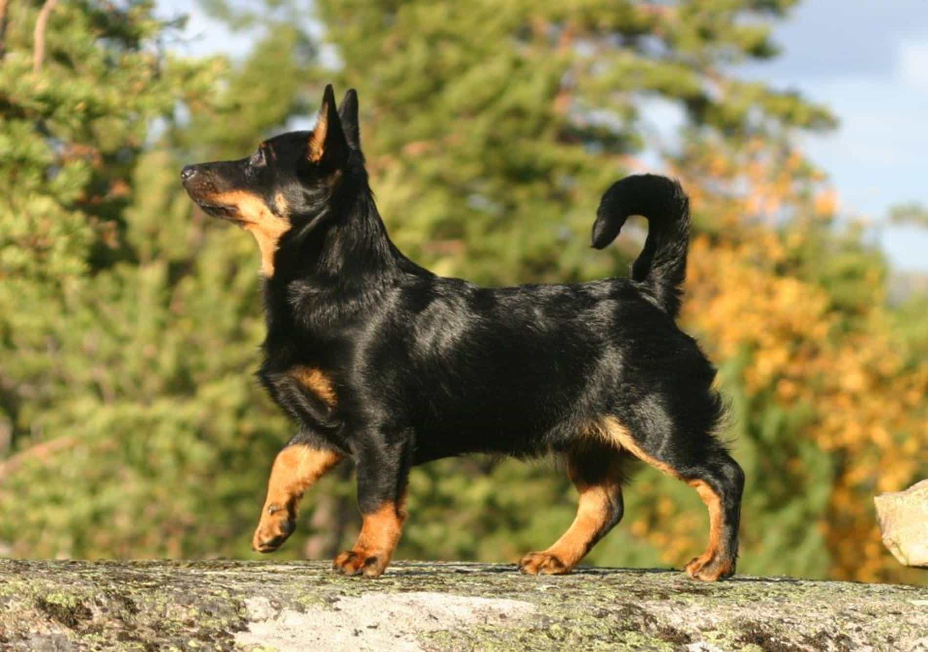 Lancashire-Heeler đứng trong công viên