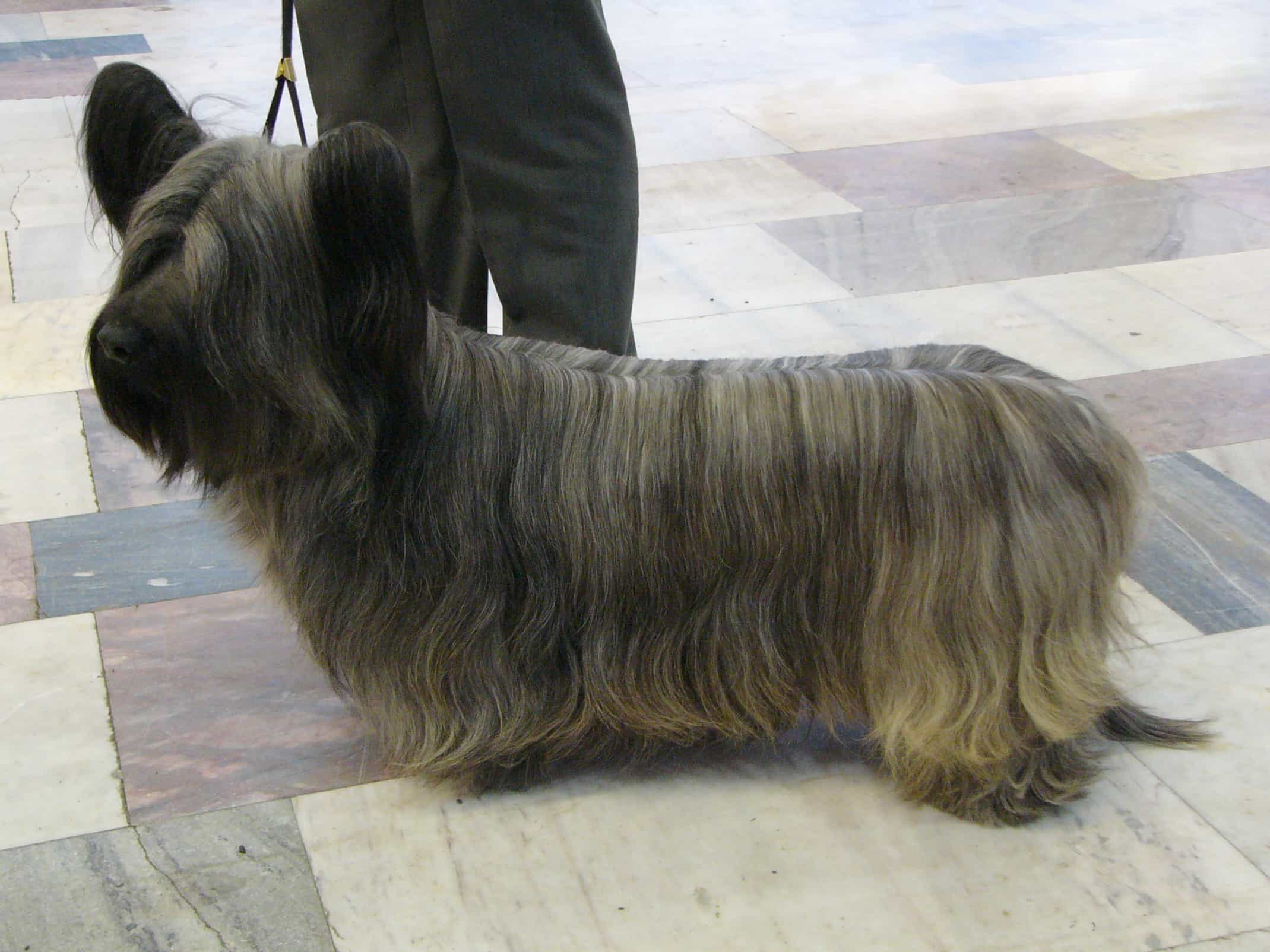 Chó sục Skye Terrier chan ngắn đứng trên đường