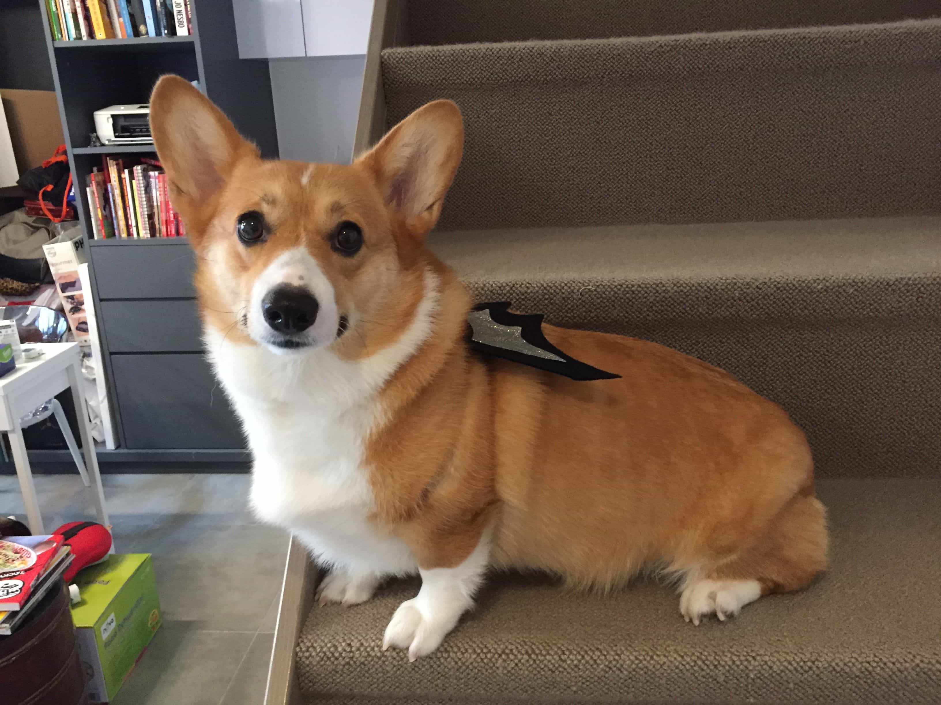 Chó corgi ngồi trên ghế là giống chó chân ngắn