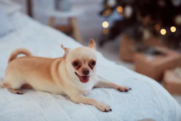 chihuahua ăn gì