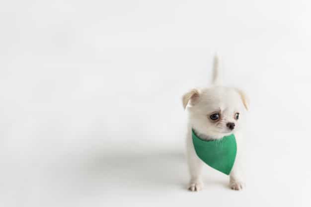 chihuahua ăn gì