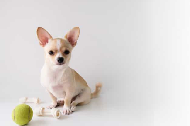 chó chihuahua ăn gì