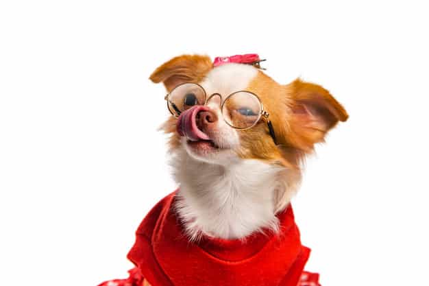 chiwawa