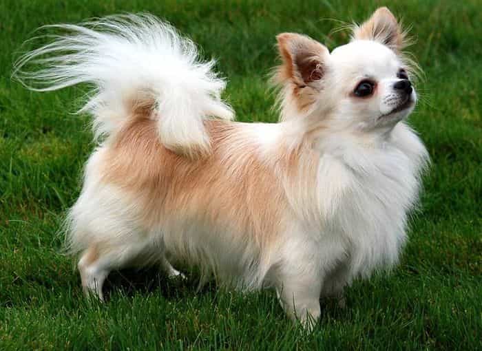 chihuahua lai nhật