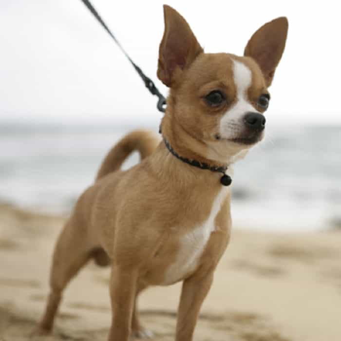 chiahuahua