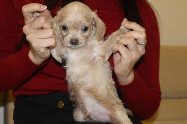 au888 casino chó chihuahua lai