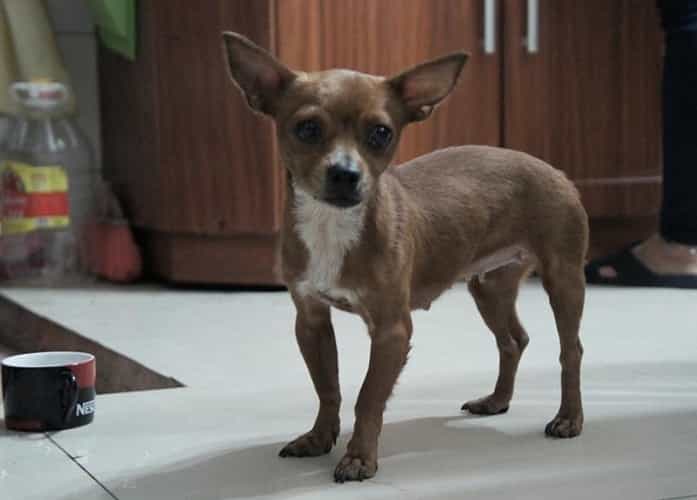 phốc lai chihuahua