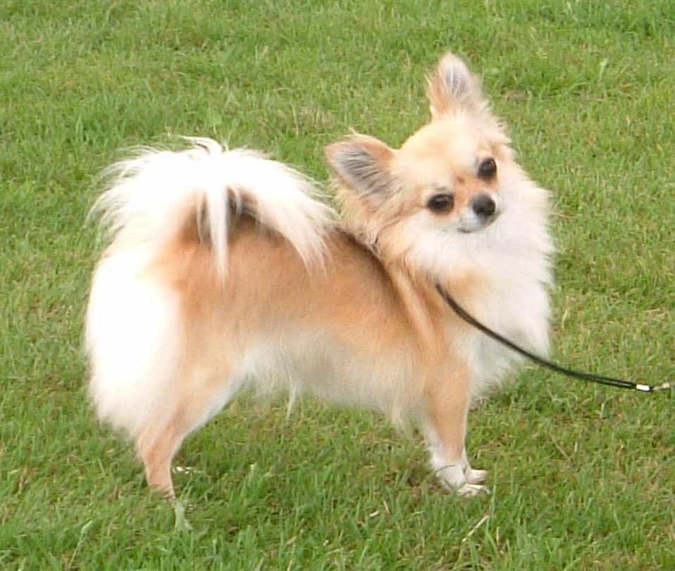chăm sóc chihuahua