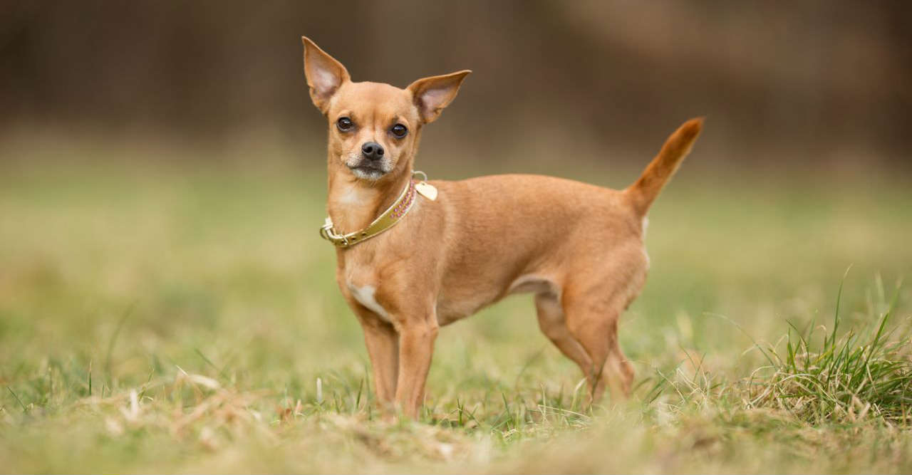 chó chihuahua lai