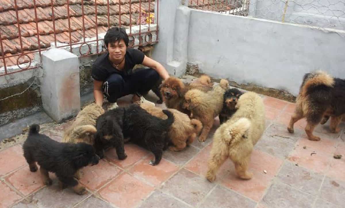Nên cho chó Ngao ăn nhiều thịt bò