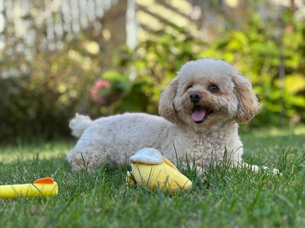 cho-cho-poodle-an-gi-de-beo