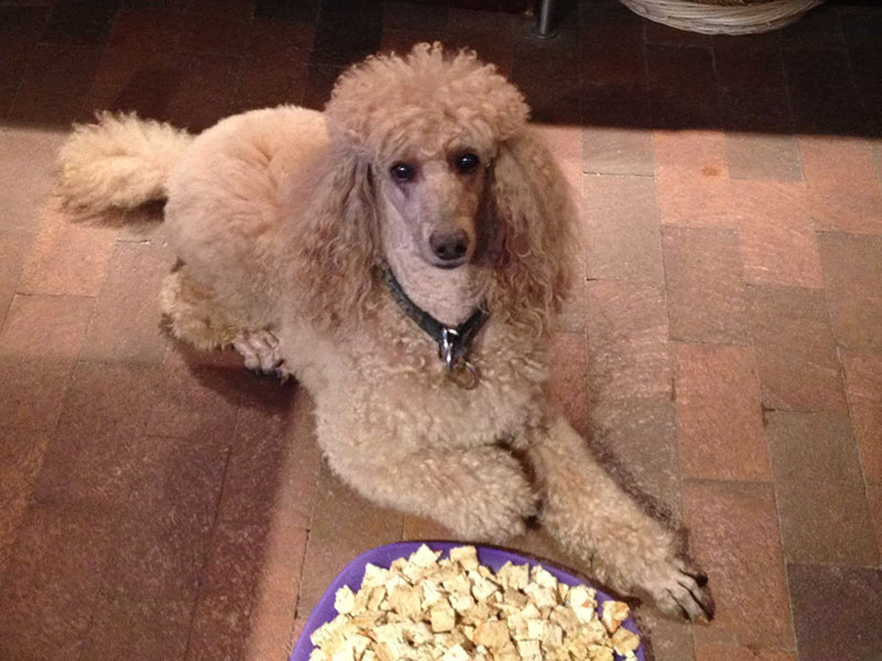 cho-cho-poodle-an-gi-de-beo