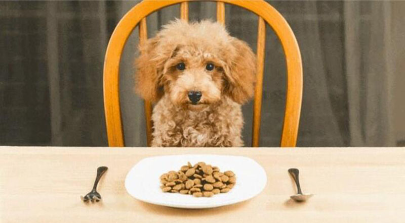 cho-cho-poodle-an-gi-de-beo