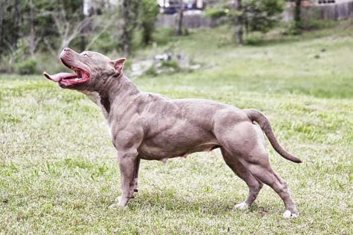 pitbull giống cho hung dữ