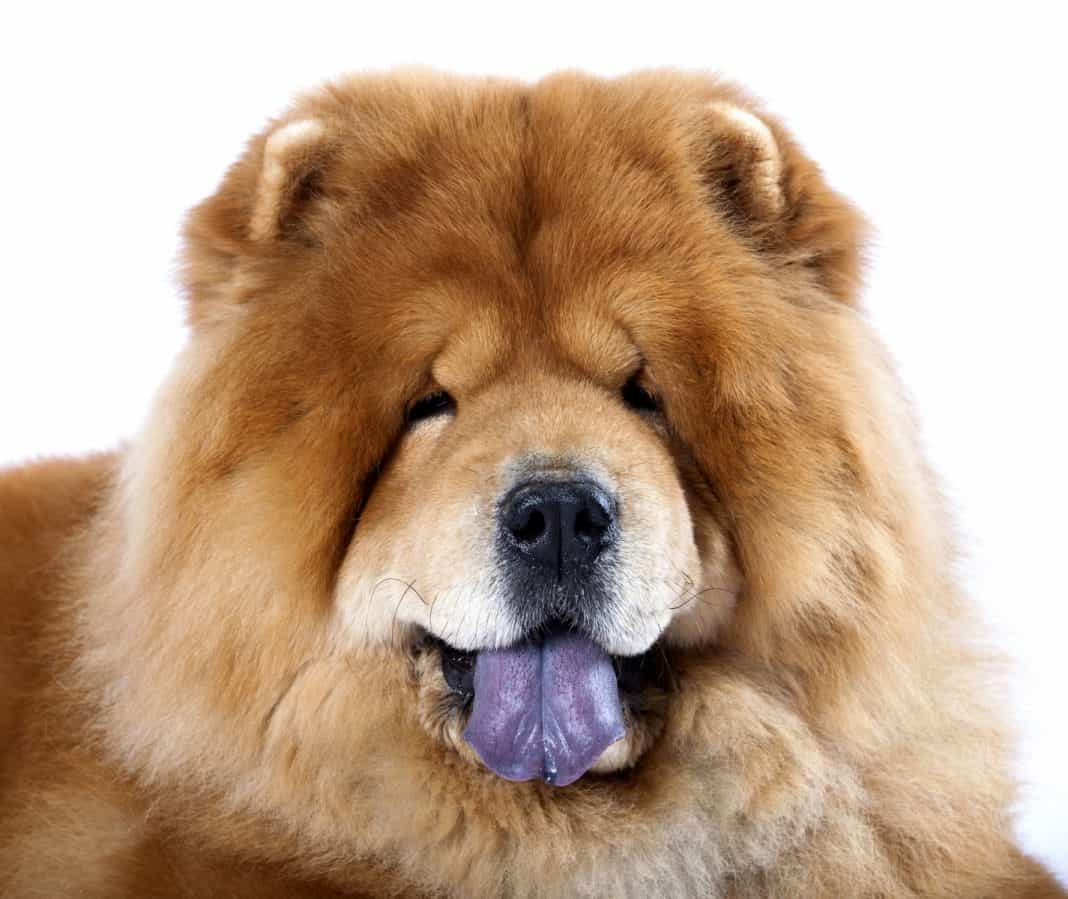 chow choow