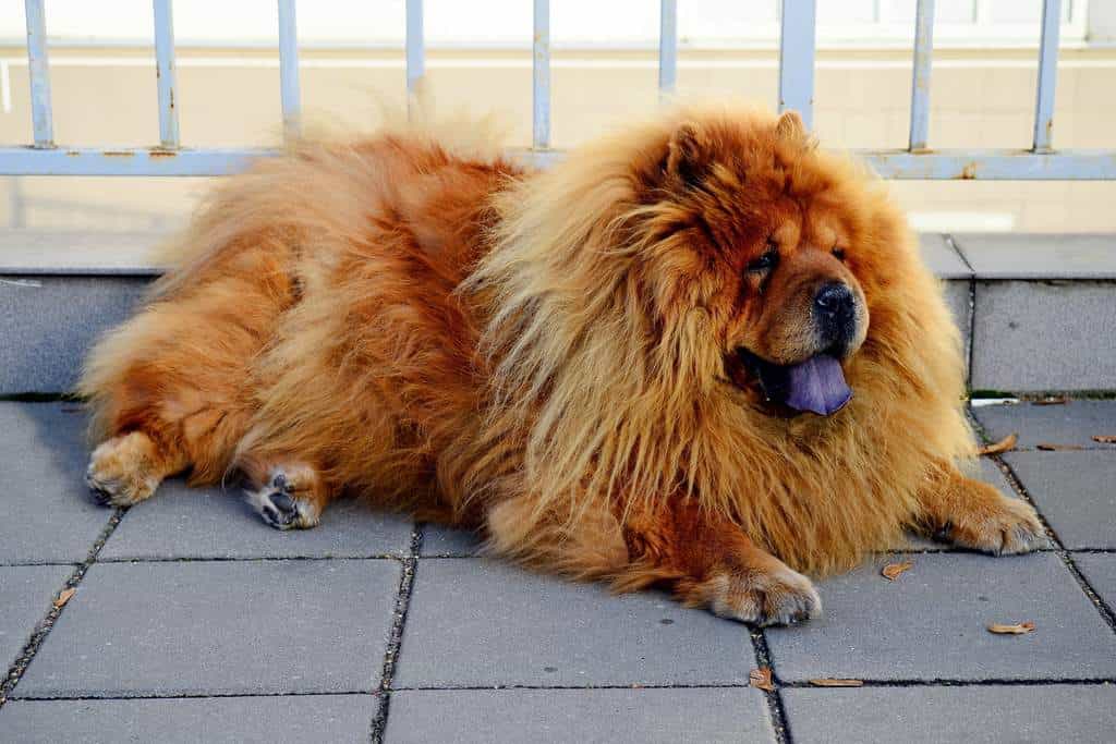 mua chó chow chow ở đâu?