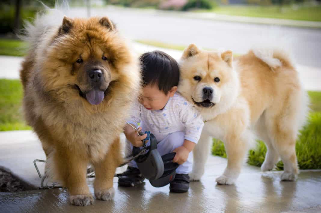 chó chowchow