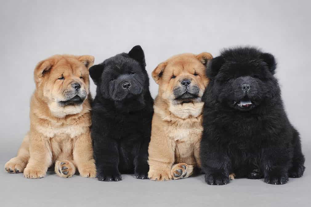 chó au88 puppy