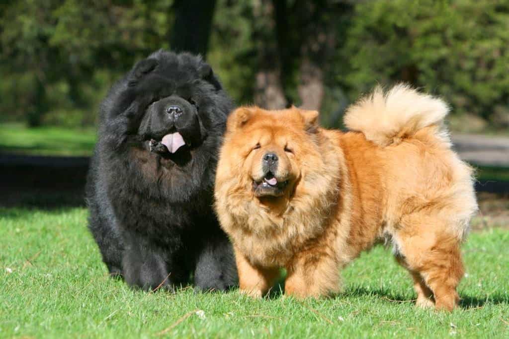 chó chow chow mini giá rẻ