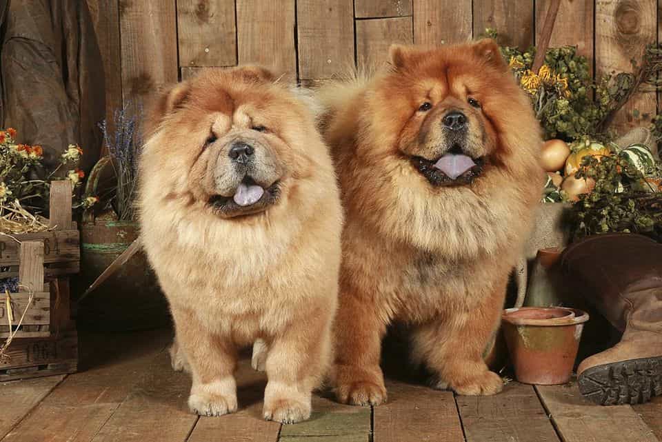 chó chowchow