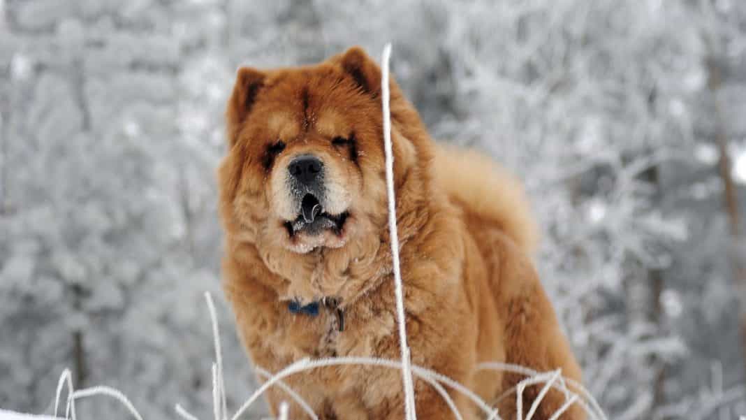chow chow con