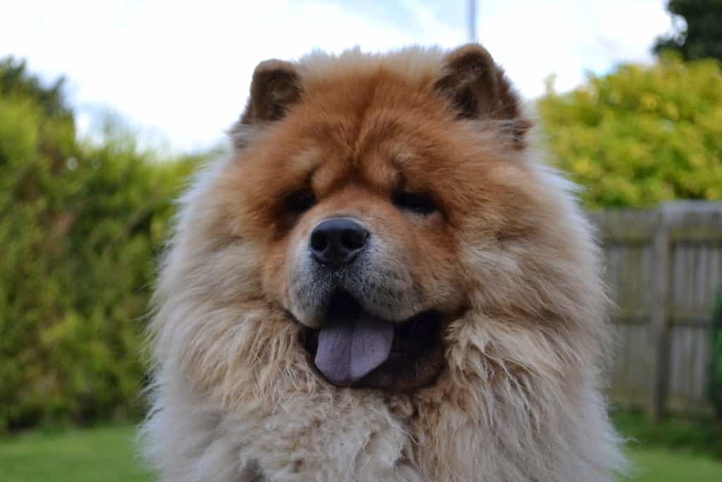 cho chow chow