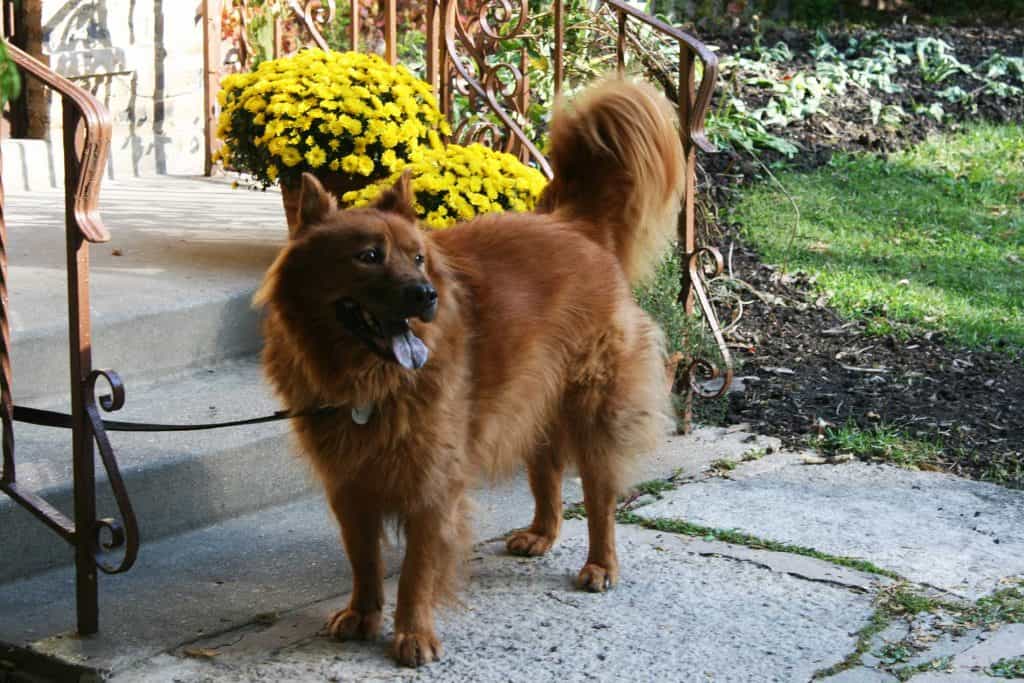 Một chú Chó Chow chow lai au88 GSD đang lè lưỡi