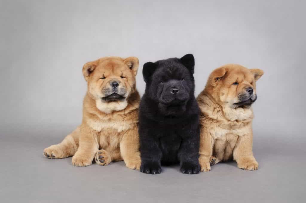  Lưu ý khi tắm cho chó Chow chow