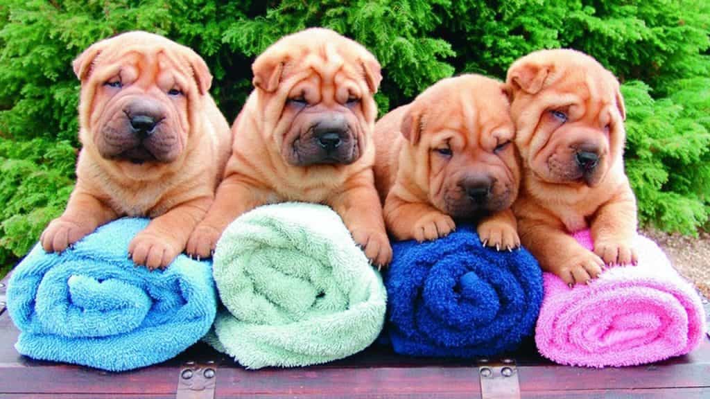 4 chú Chó Chow chow lai Shar-Pei bên những chiếc khăn bông đầy màu sắc