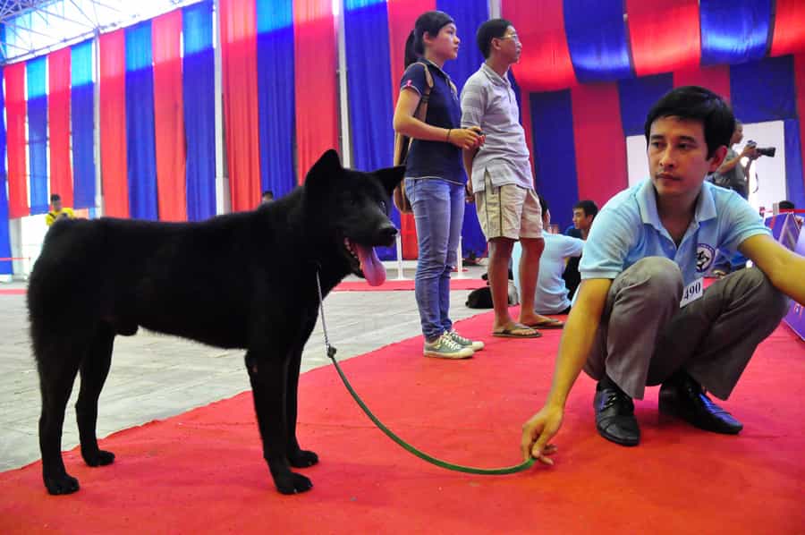 Điều khiển chó trên sân khấu